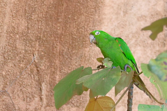 White-eyed parakeet, Psittacara leucophthalmus, Parque Nacional Madidi, Bolivia
