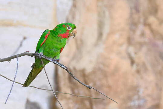 White-eyed parakeet, Psittacara leucophthalmus, Parque Nacional Madidi, Bolivia