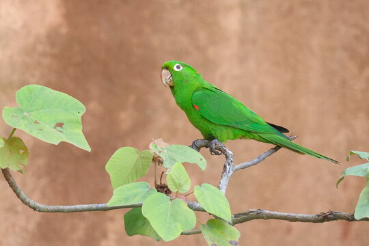 White-eyed parakeet, Psittacara leucophthalmus, Parque Nacional Madidi, Bolivia