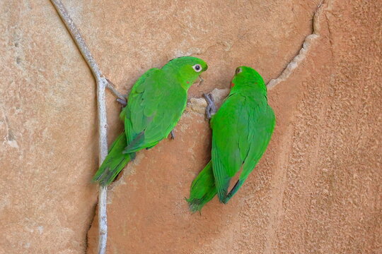 White-eyed parakeet, Psittacara leucophthalmus, Parque Nacional Madidi, Bolivia