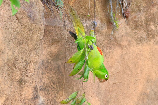 White-eyed parakeet, Psittacara leucophthalmus, Parque Nacional Madidi, Bolivia