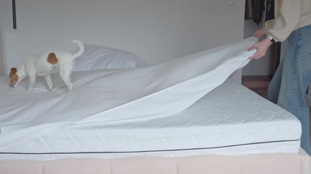 Woman pulls white bed sheet off mattress while dog sits on bed in bedroom. Pet ownership, bedding change and home life concepts