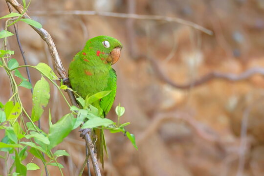White-eyed parakeet, Psittacara leucophthalmus, Parque Nacional Madidi, Bolivia