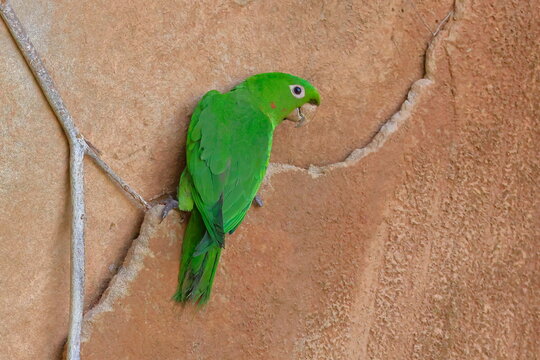 White-eyed parakeet, Psittacara leucophthalmus, Parque Nacional Madidi, Bolivia