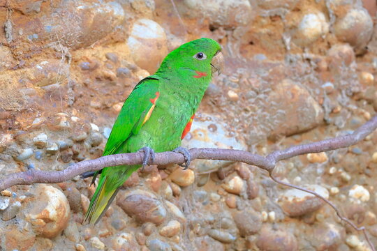 White-eyed parakeet, Psittacara leucophthalmus, Parque Nacional Madidi, Bolivia
