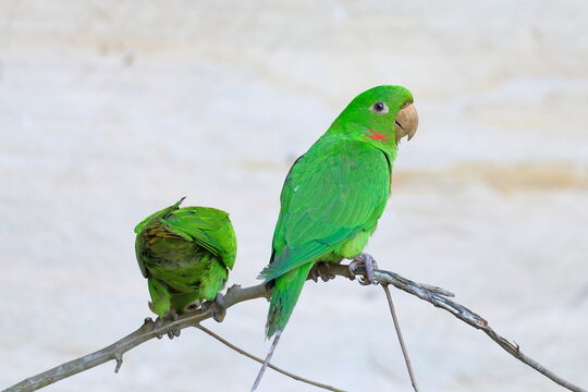 White-eyed parakeet, Psittacara leucophthalmus, Parque Nacional Madidi, Bolivia