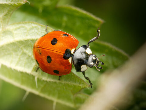 Coccinelle &agrave; sept points Coccinella septempunctata sur feuille en macro d&eacute;tail insecte auxiliaire du jardin