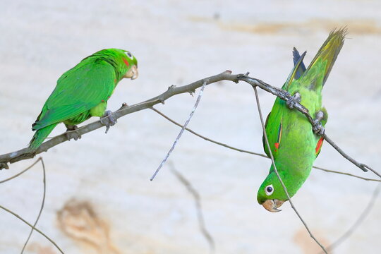 White-eyed parakeet, Psittacara leucophthalmus, Parque Nacional Madidi, Bolivia