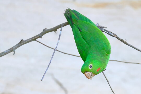 White-eyed parakeet, Psittacara leucophthalmus, Parque Nacional Madidi, Bolivia