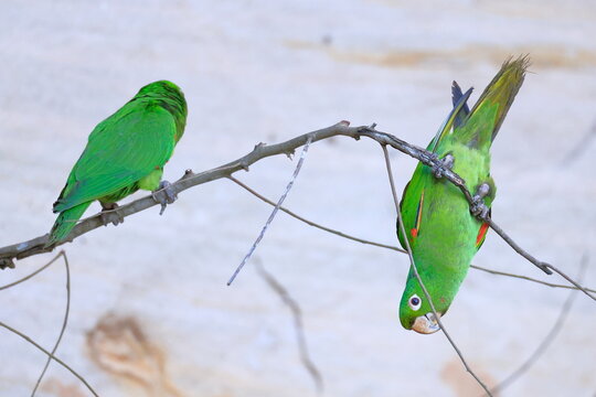 White-eyed parakeet, Psittacara leucophthalmus, Parque Nacional Madidi, Bolivia