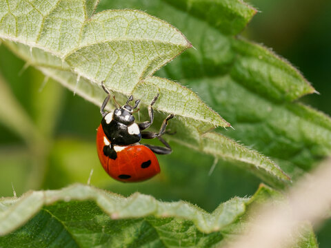 Coccinelle &agrave; sept points Coccinella septempunctata sur feuille en macro d&eacute;tail insecte auxiliaire du jardin