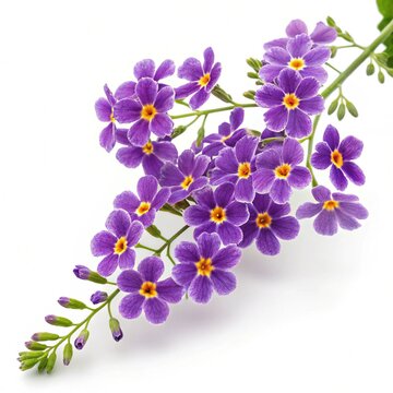 Duranta &ndash; Purple duranta golden dewdrop small clustered blossoms with yellow centers, isolated on white background.