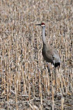 Sandhill Crane in Corn Stubble