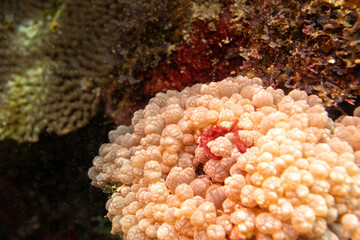 A small red crab camouflaged on a cluster of pale pink coral. © Pete Niesen Photo