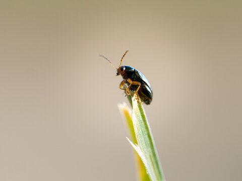 Altise dor&eacute;e Crepidodera aurata perch&eacute;e sur feuille de gramin&eacute;e en macro insecte col&eacute;opt&egrave;re phytophage