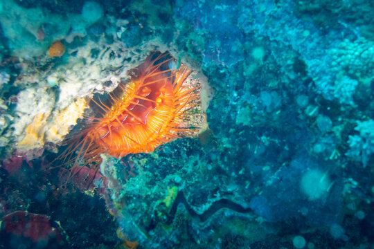 A vibrant orange clam, possibly a thorny oyster (Spondylus americanus), rests among colorful coral reef structures.