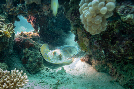 A blue-spotted stingray (Neotrygon kuhlii) rests on the sandy bottom of a coral reef.