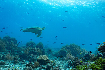 A green sea turtle (Chelonia mydas) swims gracefully over a vibrant coral reef teeming with small fish in clear blue ocean water. © Pete Niesen Photo