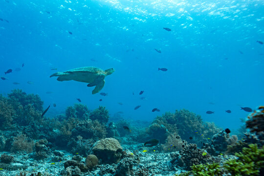 A green sea turtle (Chelonia mydas) swims gracefully over a vibrant coral reef teeming with small fish in clear blue ocean water.
