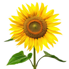 Fototapeta premium Vibrant sunflower bloom, yellow flower head and green stem, summer botanical close-up isolated on Transparent Background