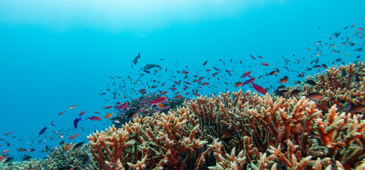 A school of colorful Anthias fish swim above a vibrant coral reef in clear blue ocean water. © Pete Niesen Photo