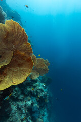 A vibrant coral reef ecosystem teeming with life, featuring large sea fans and small fish swimming in clear blue water. © Pete Niesen Photo