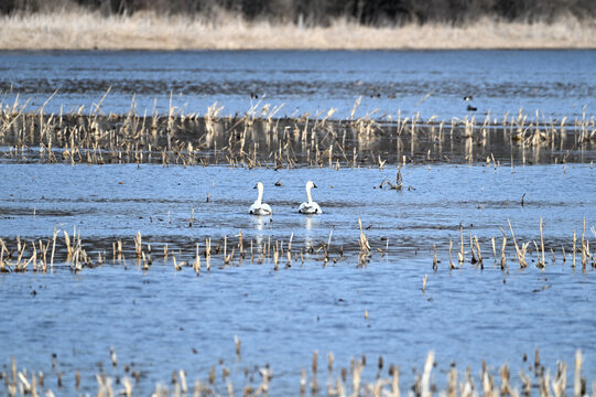 Two Swans on the Pond