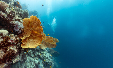 A vibrant coral reef teeming with life, featuring large sea fans and small fish, with a diver in the background. © Pete Niesen Photo