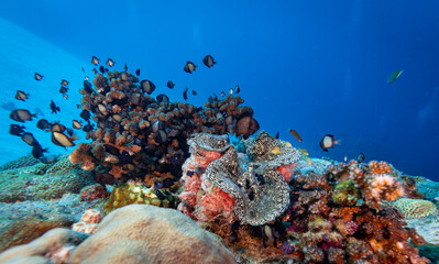 A vibrant coral reef teeming with various fish species, including damselfish and possibly a giant clam. © Pete Niesen Photo