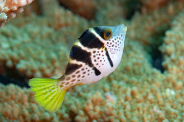 A spotted pufferfish swims near coral. © Pete Niesen Photo