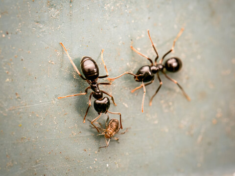 Fourmis luisantes Lasius fuliginosus en interaction avec puceron trophallaxie &eacute;levage symbiose en macro