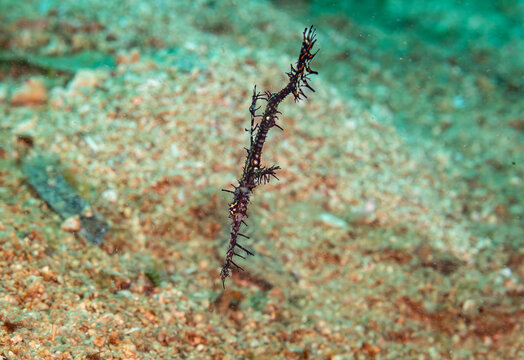 A delicate Ornate ghost pipefish (Solenostomus paradoxus) hovers in the sandy seabed, showcasing its intricate camouflage.
