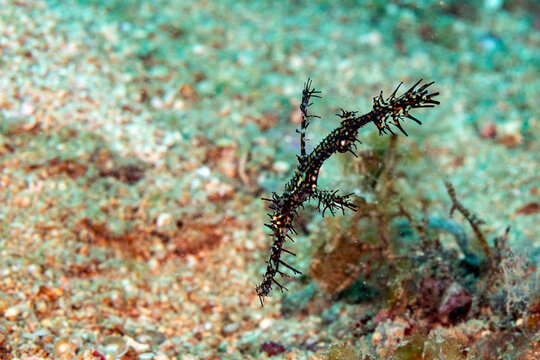 A ornate ghost pipefish (Solenostomus paradoxus) hovers above the seabed, showcasing its intricate camouflage.