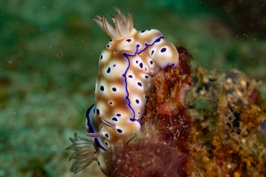 A nudibranch, likely Chromodoris willani, with purple and black spots, rests on coral.