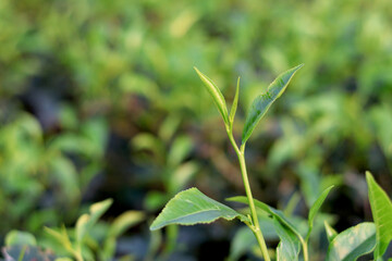 Fototapeta premium Fresh Green Tea Sprouts in Garden