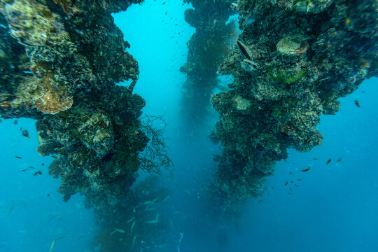 A school of fish swims around a coral-encrusted pier in the clear blue ocean.