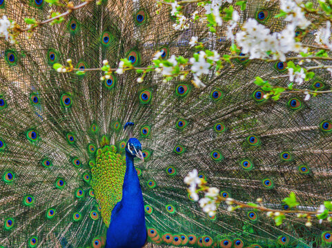 Portrait of beautiful peacock with feathers out.