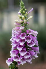 purple foxglove flower © SD3Creative.com