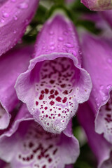 pink foxglove macro  © SD3Creative.com