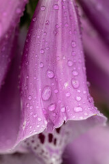 macro raindrops on foxglove flower © SD3Creative.com