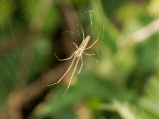 Araignée tétragnathe Tetragnatha sp sur toile avec longues pattes et corps allongé en milieu naturel © Colombe Delons