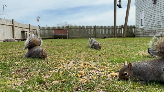 Eastern Gray Squirrels eat nuts seeds backyard grass lawn eye-level shot background birds blue sky white clouds wood fence