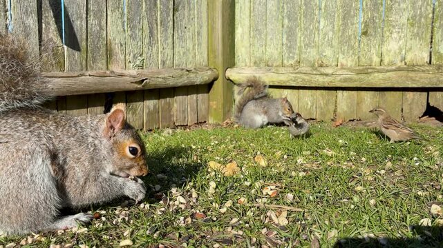 Gray squirrel turns looks at camera eats nuts seeds backyard grass wooden fence sparrows birds background