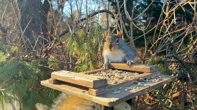 Gray squirrel jumps on platform feeder enjoys snack looks at camera sunny natural light close-up shot