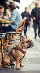 Acrylglasbilder Französische Bulldogge A cute French Bulldog sits patiently by a sidewalk cafe table.  © Fresh Images