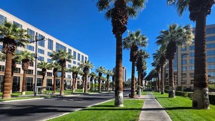 Fototapeten Las Vegas Palm-Lined Office Street in Las Vegas. Modern business district street in Las Vegas with tall palm trees, glass office buildings, green lawns, and clear blue desert sky.  © Iryna