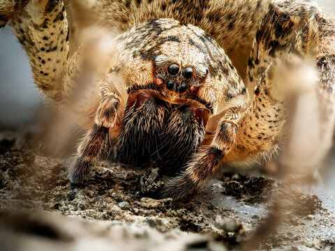 Araign&eacute;e Zoropsis spinimana en macro avec vue frontale d&eacute;taill&eacute;e sur sol naturel et faible profondeur de champ