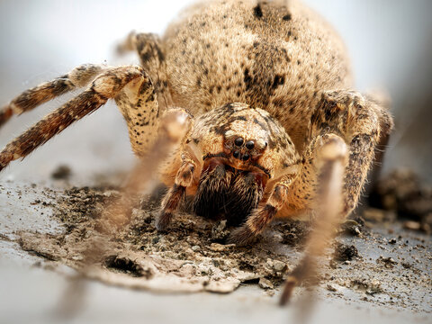 Araign&eacute;e Zoropsis spinimana en macro avec vue frontale d&eacute;taill&eacute;e sur sol naturel et faible profondeur de champ