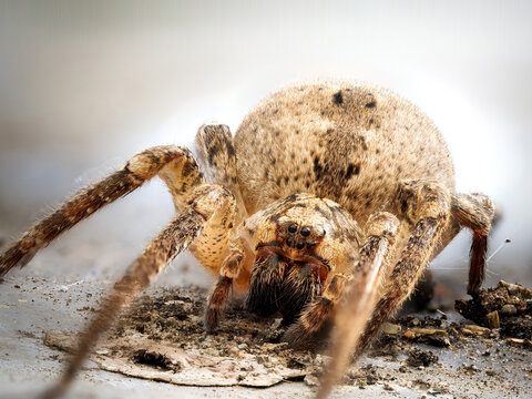 Araign&eacute;e Zoropsis spinimana en macro avec vue frontale d&eacute;taill&eacute;e sur sol naturel et faible profondeur de champ