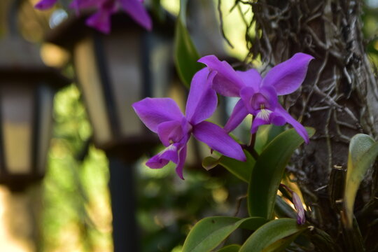 Orqu&iacute;deas moradas floreciendo en el tronco del &aacute;rbol